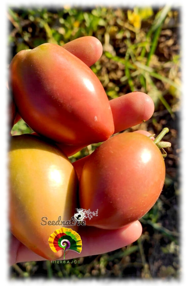 Tomate Purple Russian - 25 semillas - Imagen 2