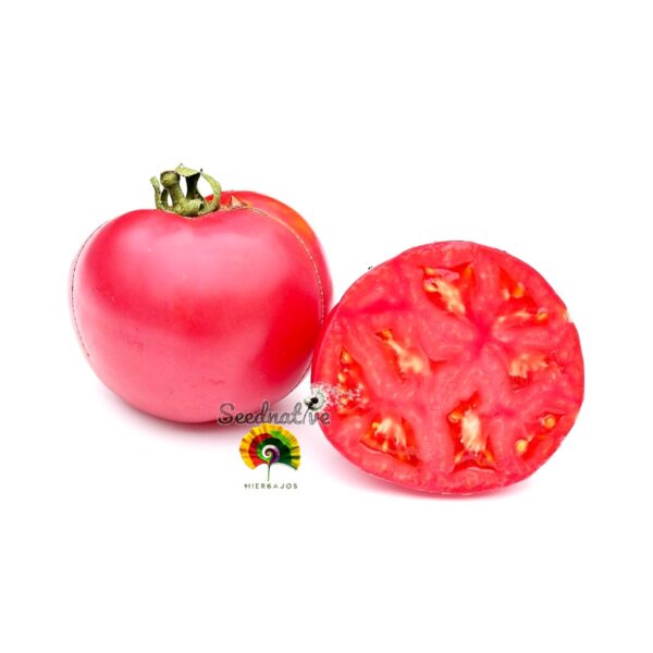 Tomate Rosa de Berna - 25 semillas