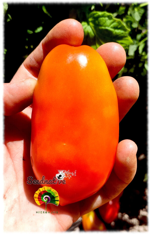 Tomate San Marzano Nano - 50 semillas - Imagen 3