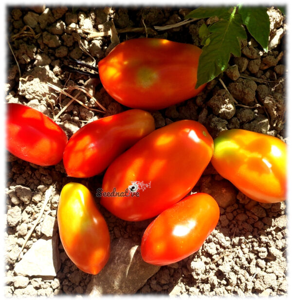 Tomate San Marzano Nano - 50 semillas - Imagen 2