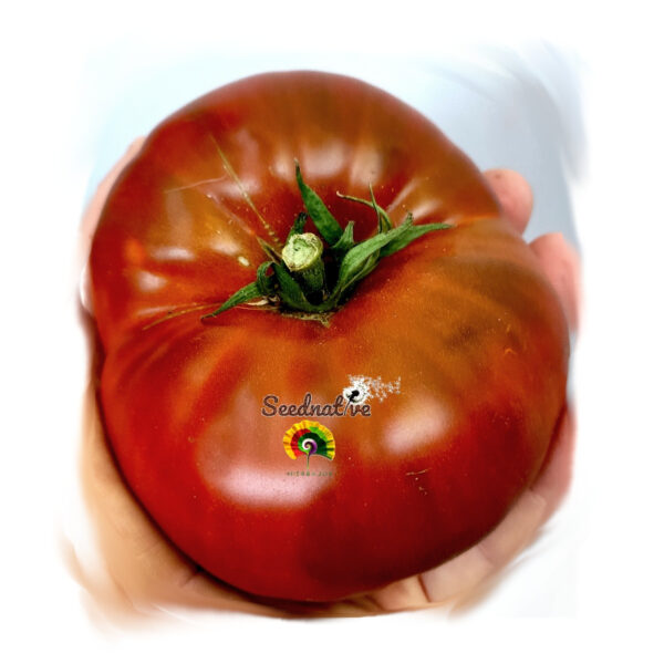 Tomate Serrano - 20 semillas - Imagen 2