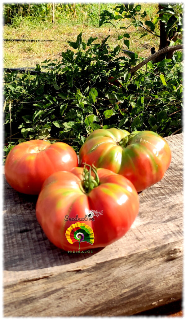 Tomate Turco - 25 semillas - Imagen 2