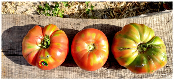 Tomate Turco - 25 semillas - Imagen 3