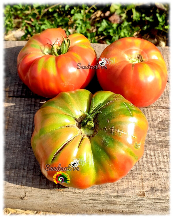 Tomate Turco - 25 semillas - Imagen 4