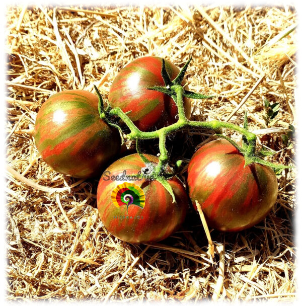 Tomate Violet Jasper - 25 semillas - Imagen 3