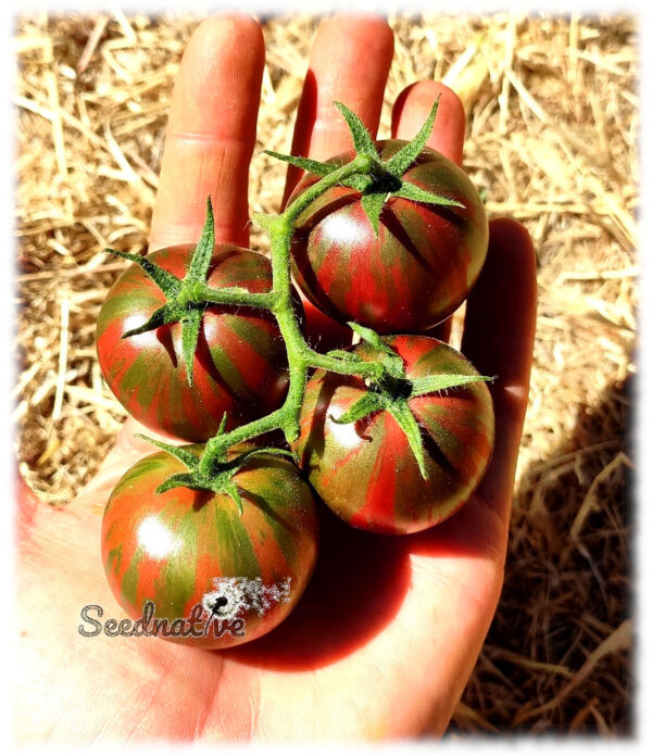 Tomate Violet Jasper - 25 semillas - Imagen 4