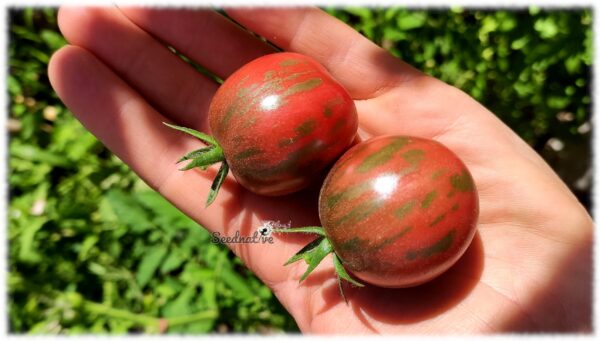 Tomate Violet Jasper - 25 semillas - Imagen 5