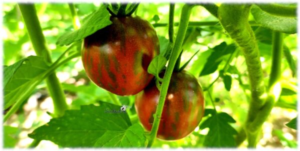 Tomate Violet Jasper - 25 semillas - Imagen 6