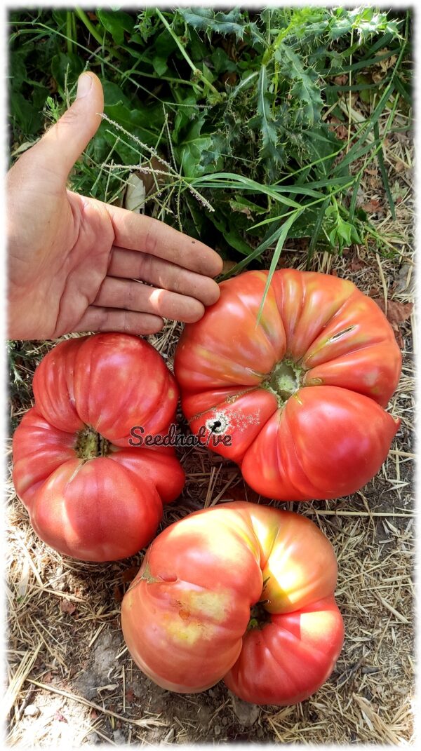 Tomate Flor de Baladre - 20 semillas - Imagen 5