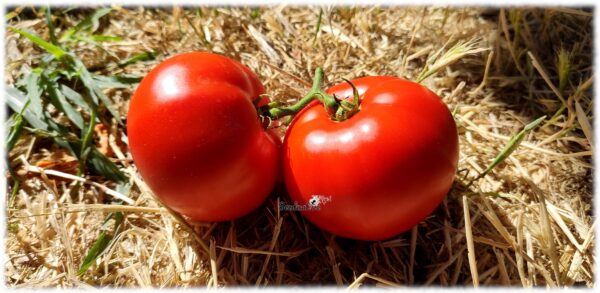 Tomate Hortelano del Sebis - 50 semillas - Imagen 2