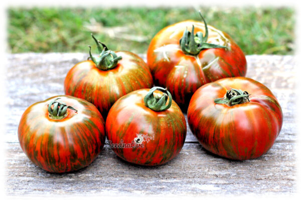 Tomate Chocolate Stripes - 15 semillas - Imagen 4