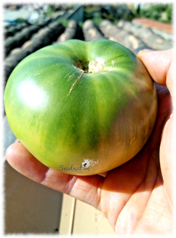 Tomate Green Giant - 25 semillas - Imagen 2