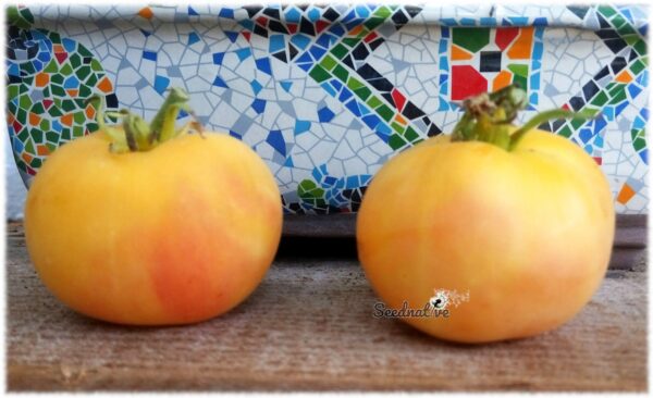 Tomate Garden Peach - 30 semillas - Imagen 2