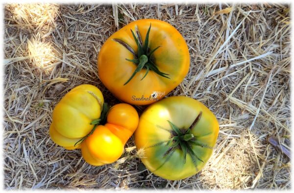 Tomate Brandywine Amarillo - 25 semillas