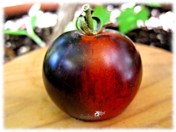 Tomate Indigo Rose - 25 semillas - Imagen 2