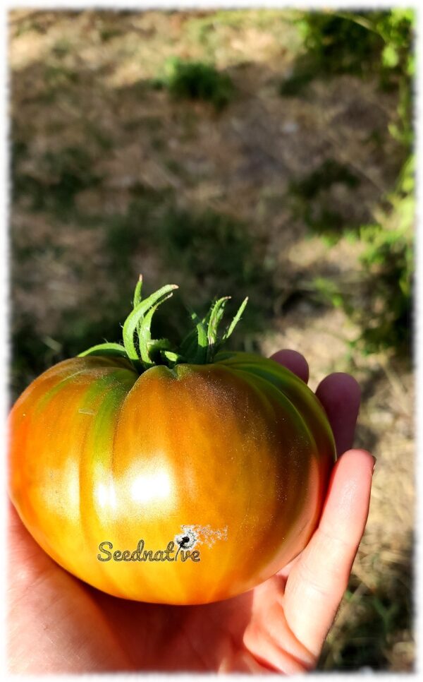 Tomate Gigante de los Chortales - 25 semillas - Imagen 3