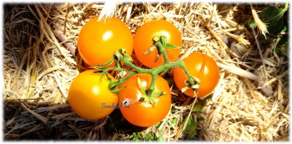 Tomate Golden Sunburst - 50 semillas - Imagen 3