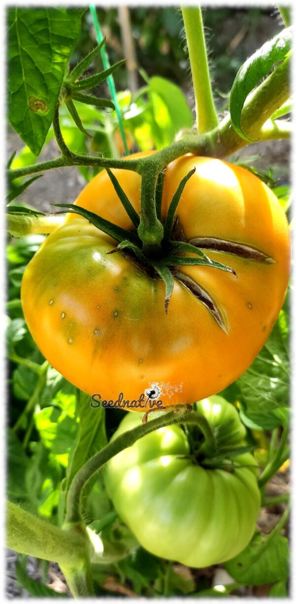 Tomate Brandywine Amarillo - 25 semillas - Imagen 3