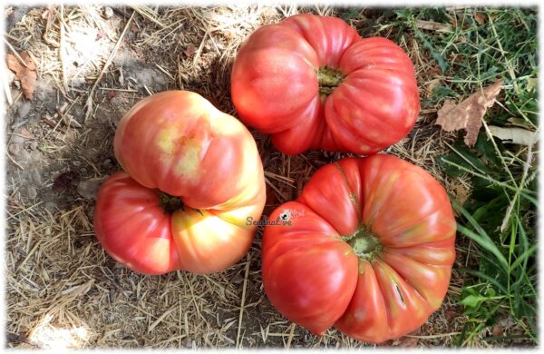 Tomate Flor de Baladre - 20 semillas - Imagen 4