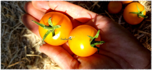 Tomate Golden Sunburst - 50 semillas - Imagen 2