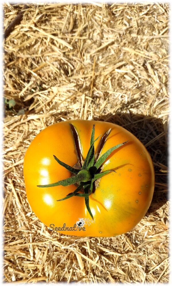 Tomate Brandywine Amarillo - 25 semillas - Imagen 2