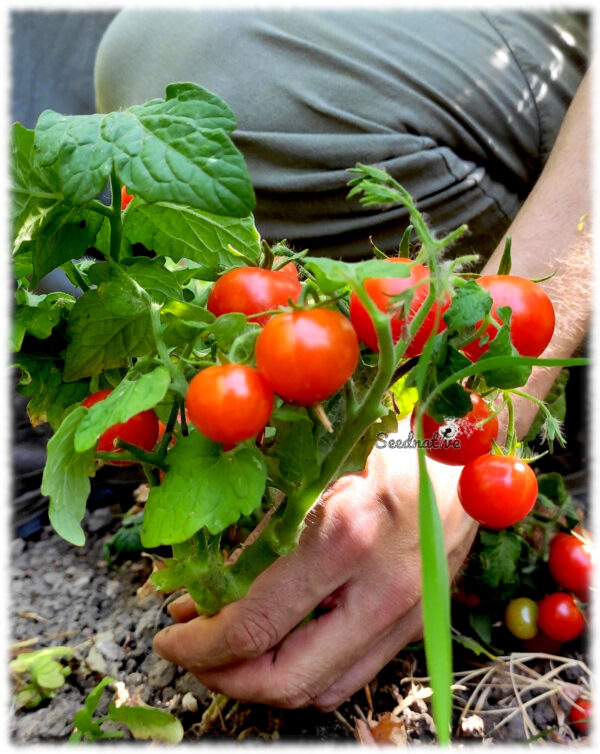 Tomate Mohamed - 25 semillas - Tomate para macetas - Imagen 4