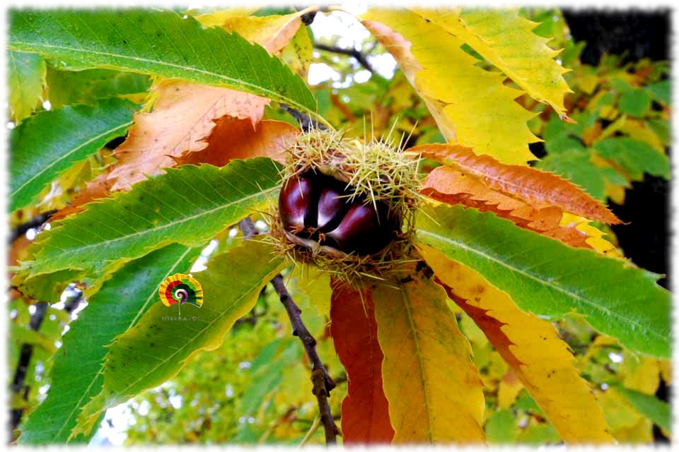 Planta de Castanea sativa – Castaño